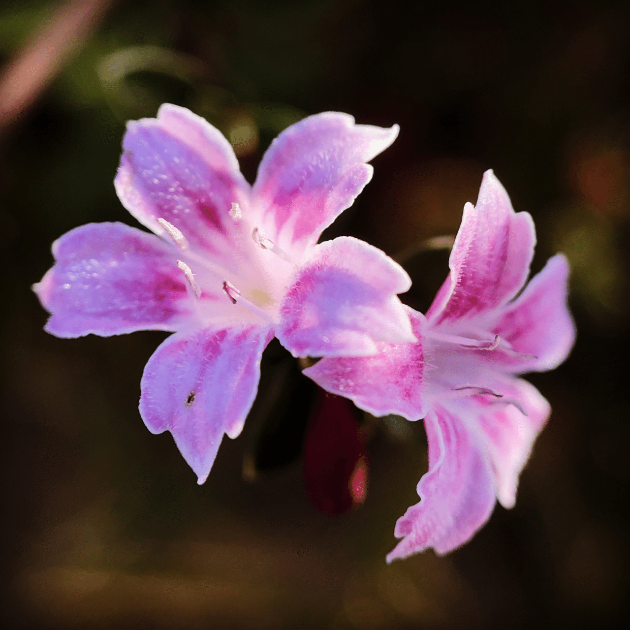 そのへんの3cm Vol 802 白丁花 フジイピカピ そのへんの3cmを撮る人 Note