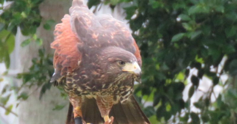 可愛い鷹 の新着タグ記事一覧 Note つくる つながる とどける