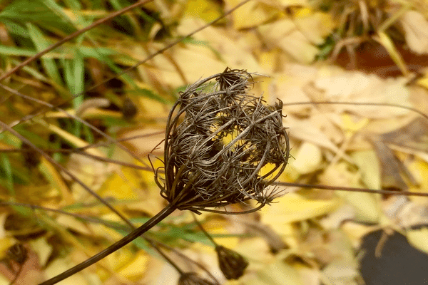 ノラニンジン の新着タグ記事一覧 Note つくる つながる とどける