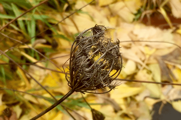 ノラニンジン の新着タグ記事一覧 Note つくる つながる とどける ノラニンジン の新着タグ記事一覧 Note つくる つながる とどける