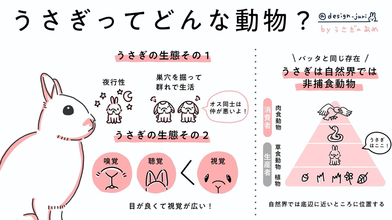 うさぎってどんな動物 03 生態系でみるうさぎ うさぎのあめと彼とわたし Note