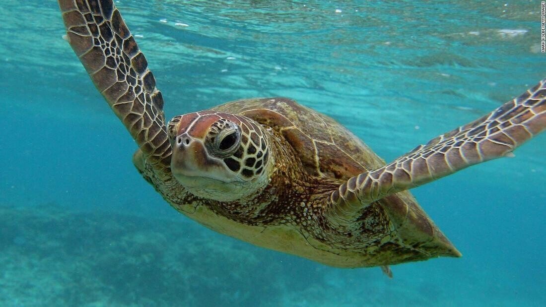 海での絶滅危惧種が増える原因について 就労継続支援a型事業所hughug Note