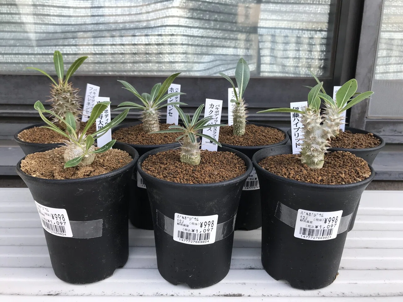 スミモト　シロウ様　多肉植物棚　MB-1 2点おまとめ アン☆様 多肉植物棚 TB-BR88 【公式通販】