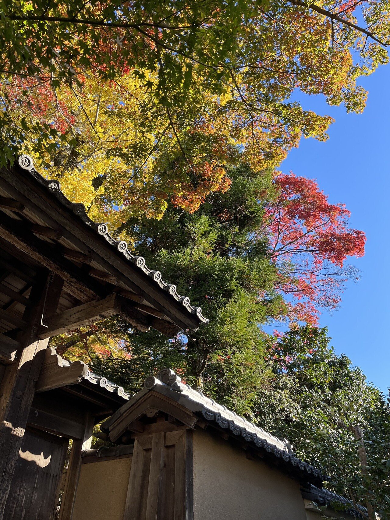 紅葉の賀は賑わいて PR 4枚 雲海と紅葉が美しい秋の志賀高原・4K - YouTube