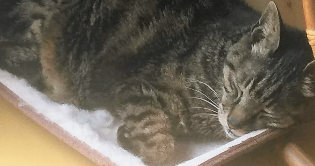 高齢猫闘病記」の新着タグ記事一覧｜note u2015u2015つくる、つながる、とどける。