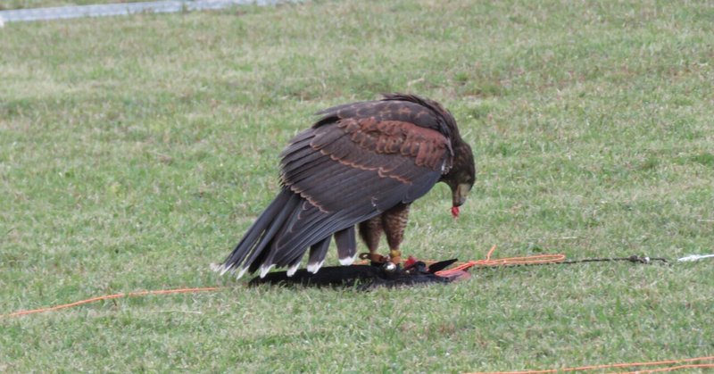 ハリスホーク の新着タグ記事一覧 Note つくる つながる とどける