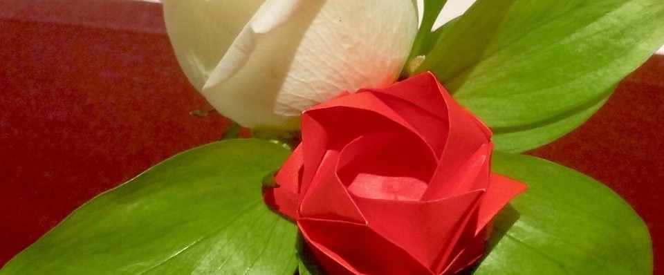 今日のコラムは2本立て バラを綺麗に折るコツ 天才トラブルメーカー義母の シュシュなくした事件 まさにぃ Note