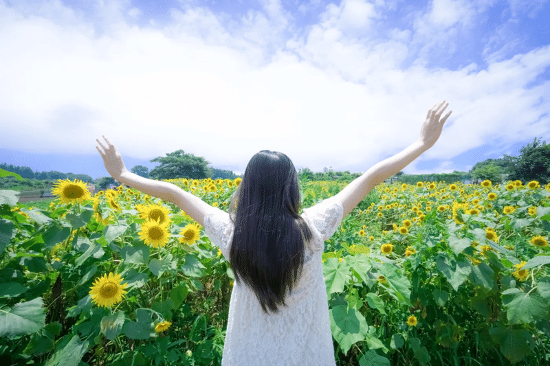夏 ひまわり畑 女性