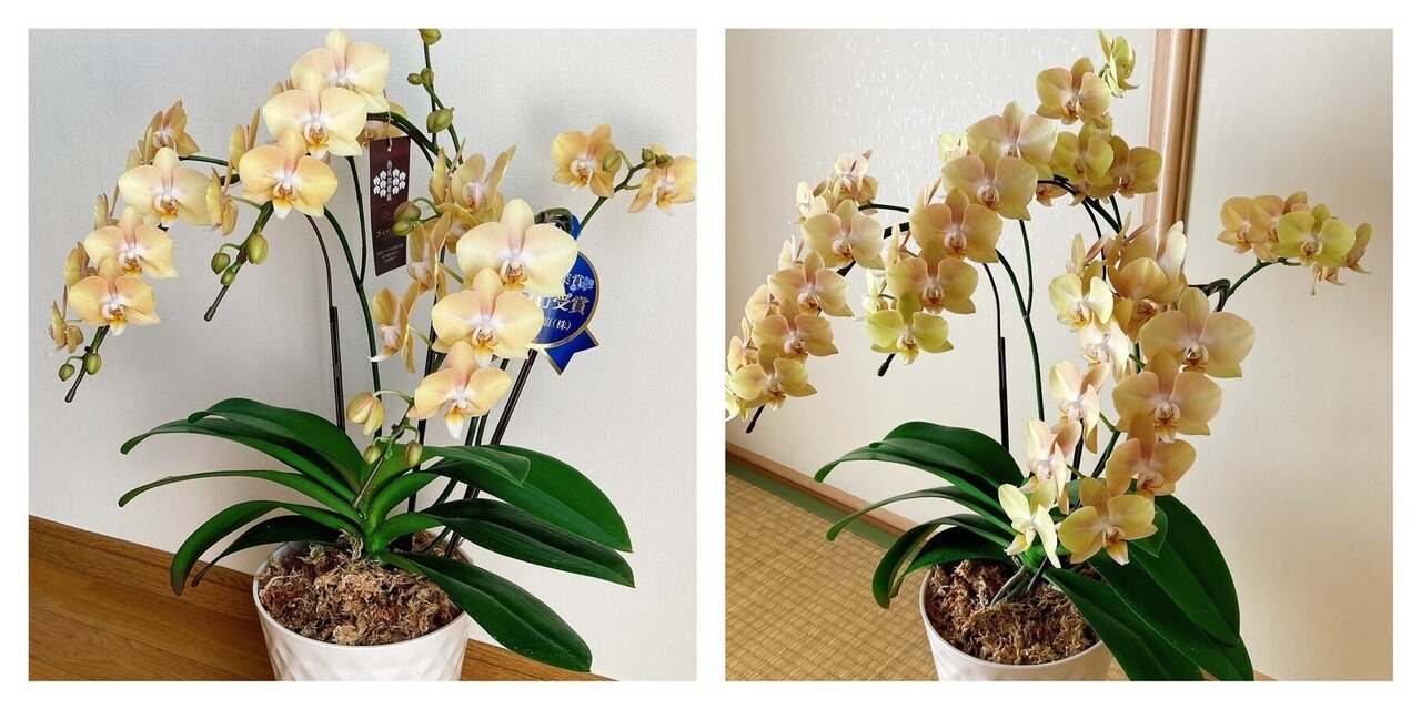 番外編 熟成胡蝶蘭の成長記録】胡蝶蘭屋の中の人がミニ胡蝶蘭を