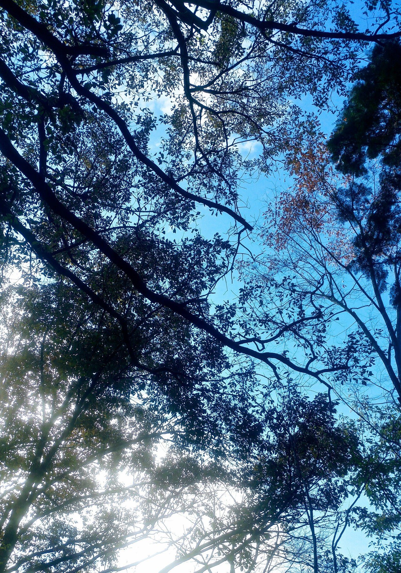 世界は広いと知っているけれど かなで Note