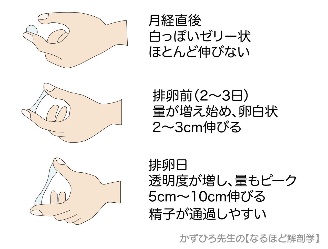 6 3 1 生殖器系 受精と発生 解説 かずひろ先生 黒澤一弘 解剖学 Note 6 3 1 生殖器系 受精と発生 解説 かずひろ先生 黒澤一弘 解剖学 Note