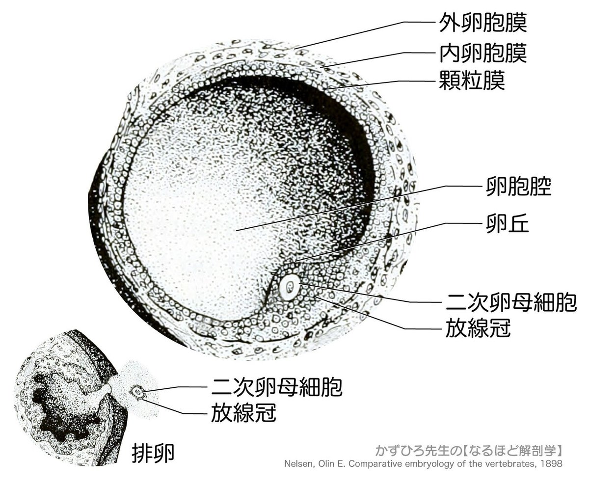 二次元　受精　妊娠 