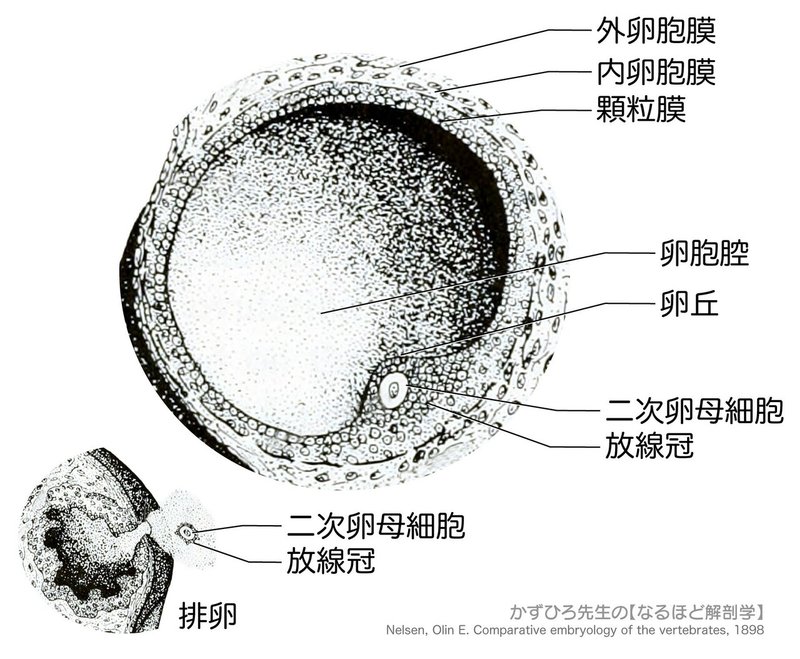 生殖器系-グラーフ卵胞-SQ図c