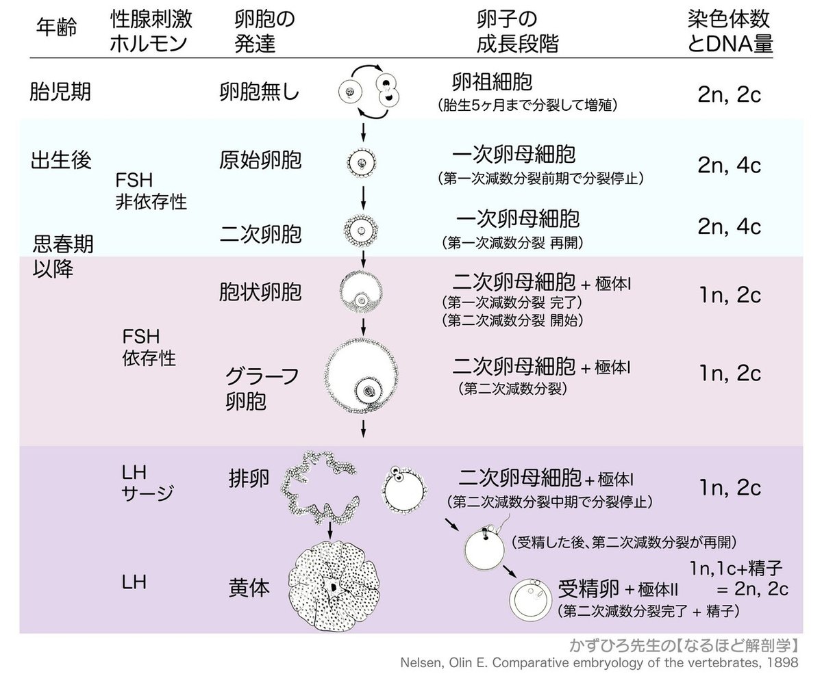 二次元　受精　妊娠 