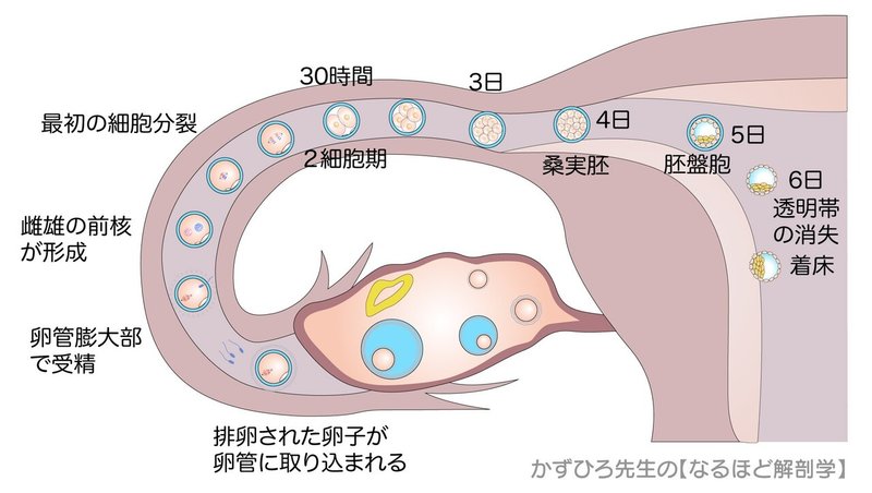 生殖器系-61-受精卵の移動過程-SQ図c