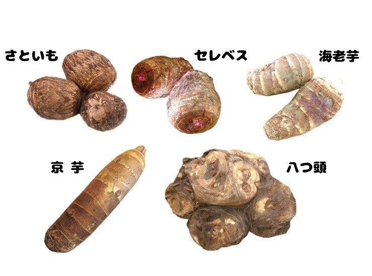 海老芋と里芋は似て非なるもの 南 奥河内から情報発信 フォロバ100 相互フォロー歓迎 毎日更新 彡 Note 海老芋と里芋は似て非なるもの 南 奥河内から情報発信 フォロバ100 相互フォロー歓迎 毎日更新 彡 Note