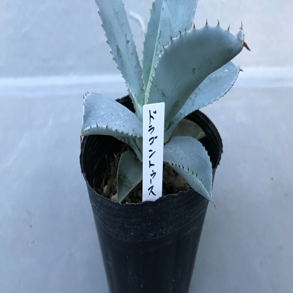 ホムセンアガベ｜徒長草