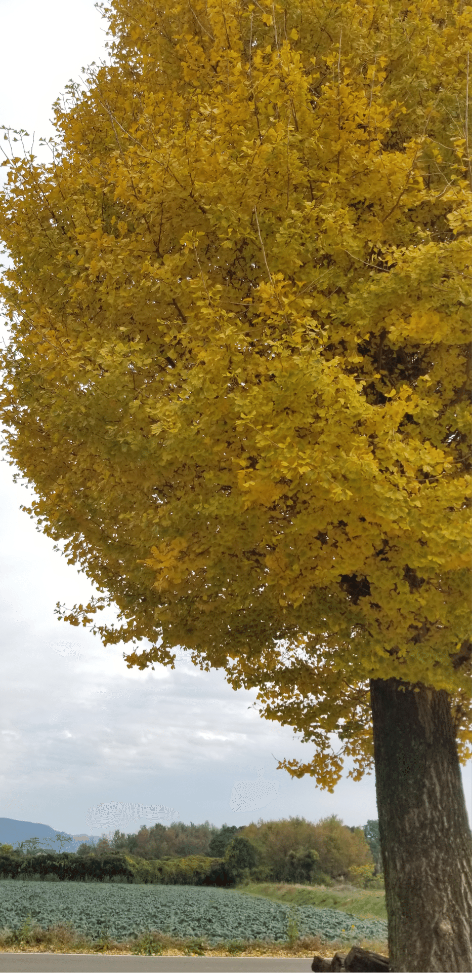 樹になる気になる実のなる樹ー「銀杏」はジュラ紀にも存在した絶滅危惧
