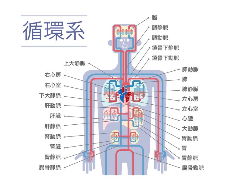 循環器系 解剖学