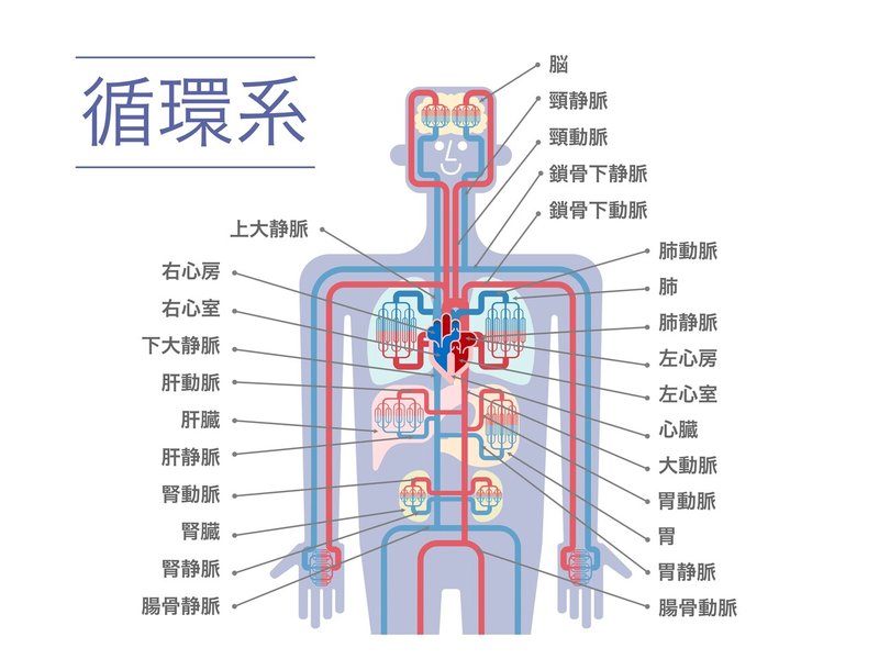 循環器系　解剖学