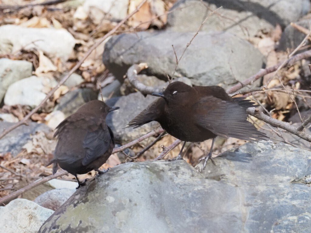 第1836回 鳥の繁殖能力｜翆野 大地