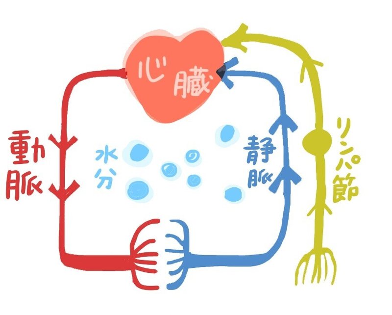 血管 全体図