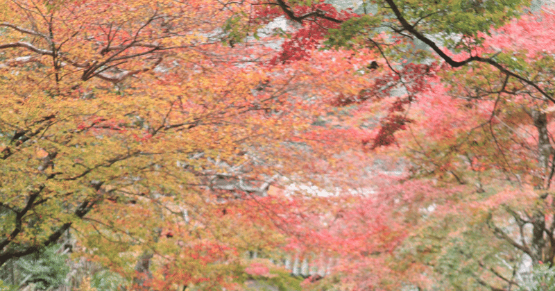 京都・鞍馬の紅葉　2021年11月