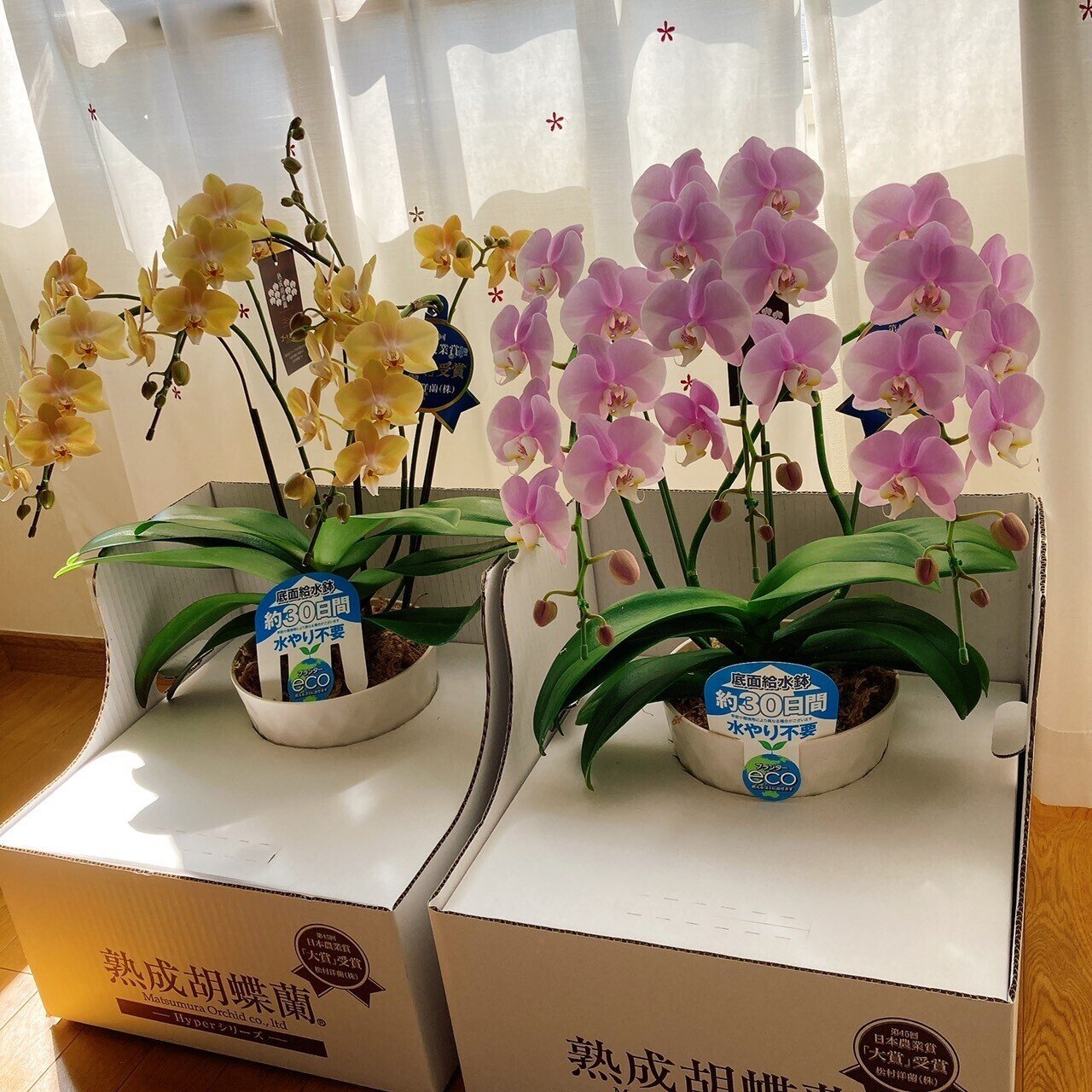 番外編 熟成胡蝶蘭の成長記録】胡蝶蘭屋の中の人がミニ胡蝶蘭を