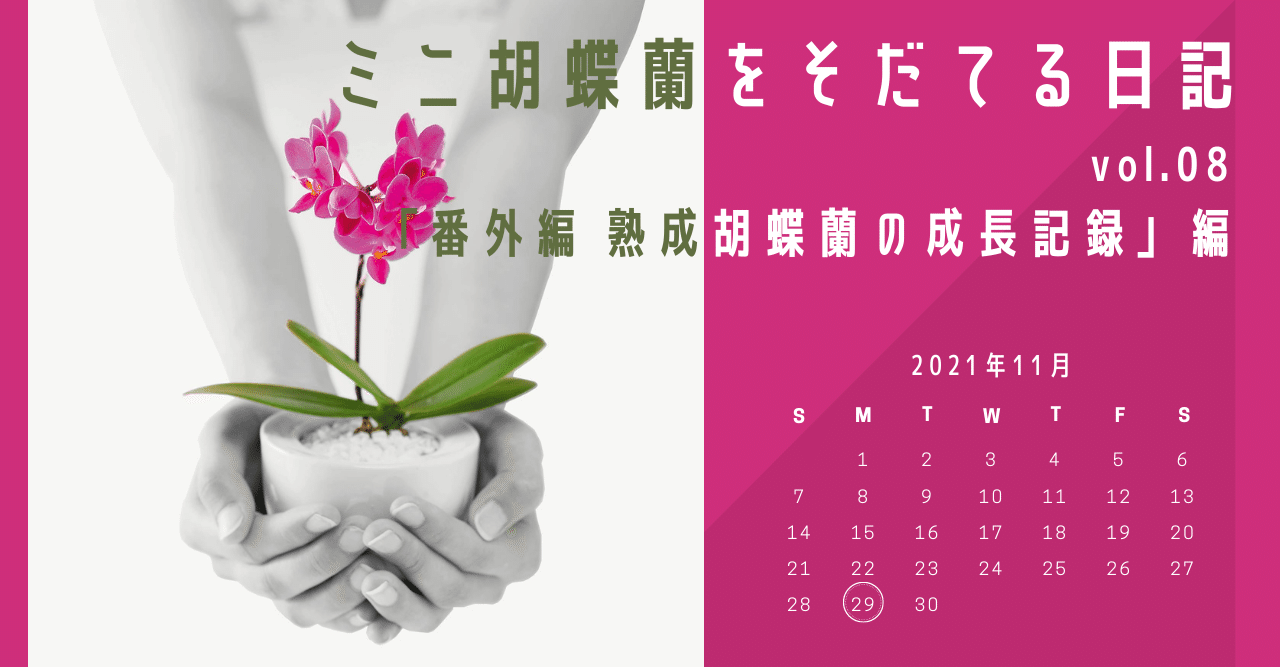 番外編 熟成胡蝶蘭の成長記録】胡蝶蘭屋の中の人がミニ胡蝶蘭を