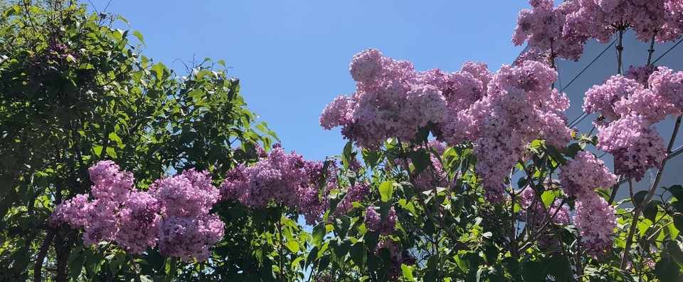 ライラックの香りが好きです なつ季 Note