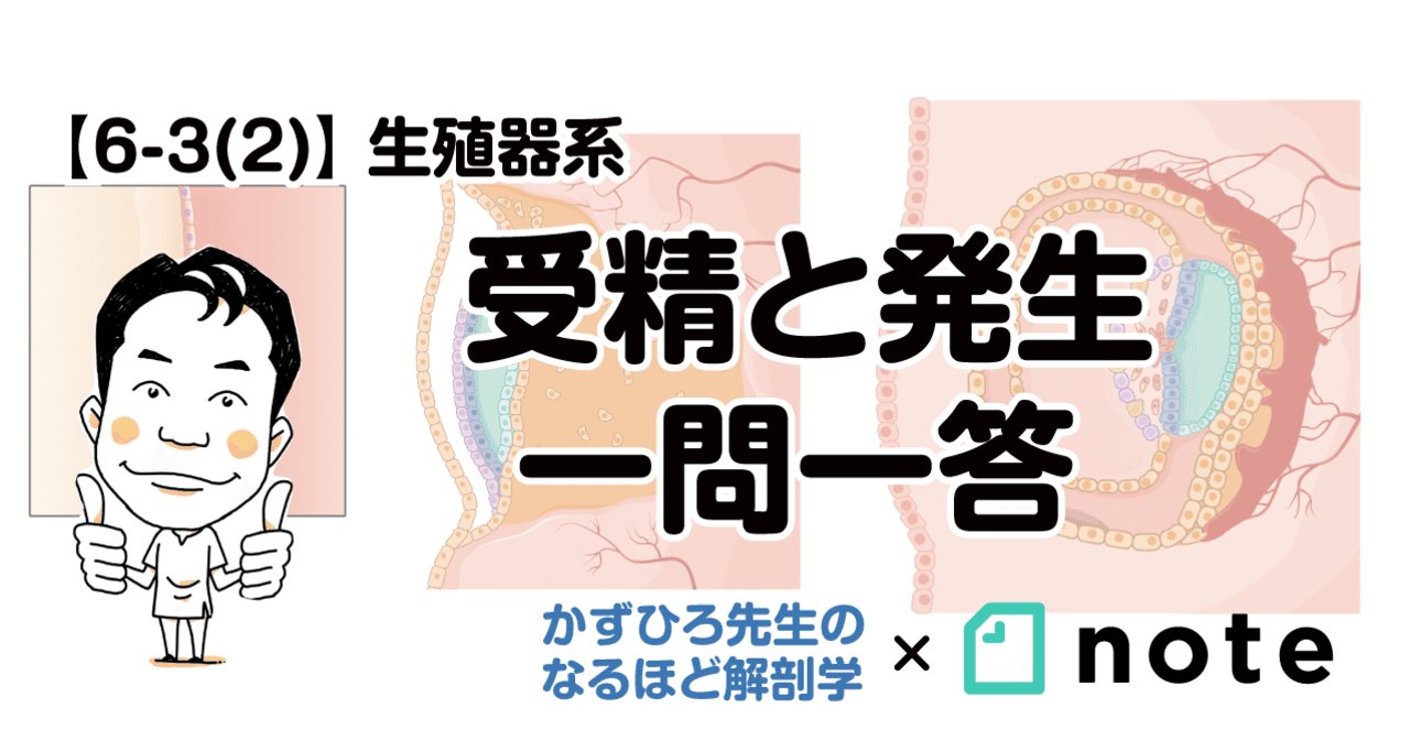 6-3 (2)】生殖器系 - 受精と発生 一問一答｜かずひろ先生（黒澤