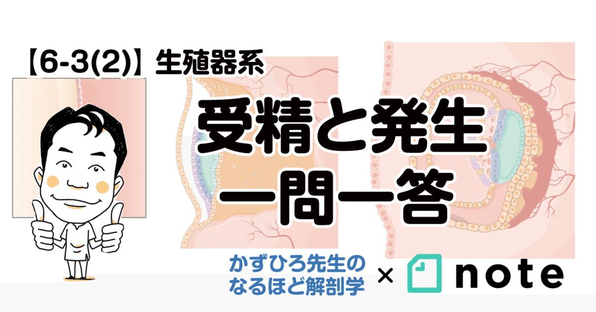 6-3 (2)】生殖器系 - 受精と発生 一問一答｜かずひろ先生（黒澤