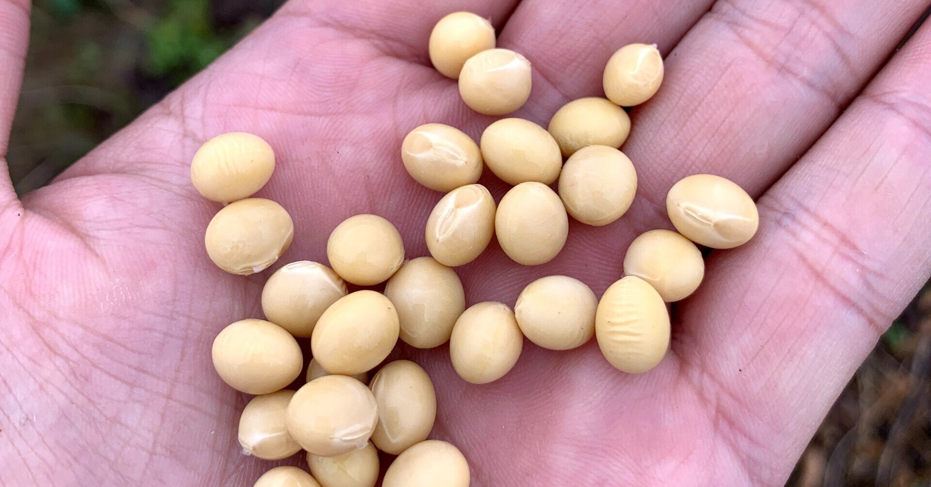 大豆栽培のメモ① 「播種量とか施肥料など」｜まめまめラジオ！