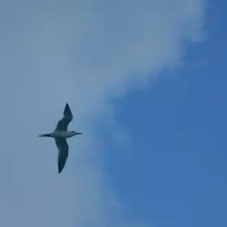 やまきち