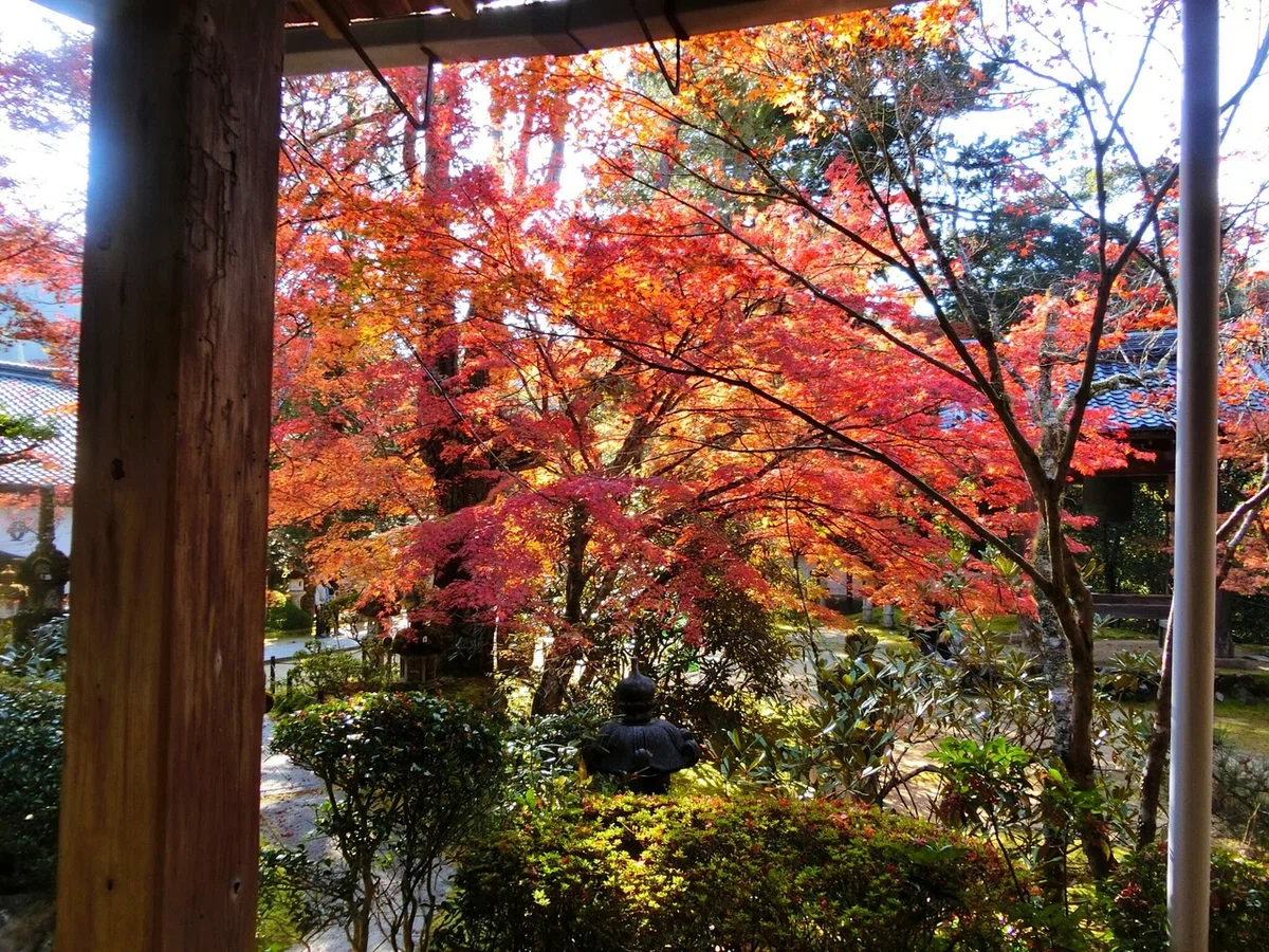 京都の最強紅葉候補！神護寺・西明寺・高山寺・岩戸落葉神社！平岡 