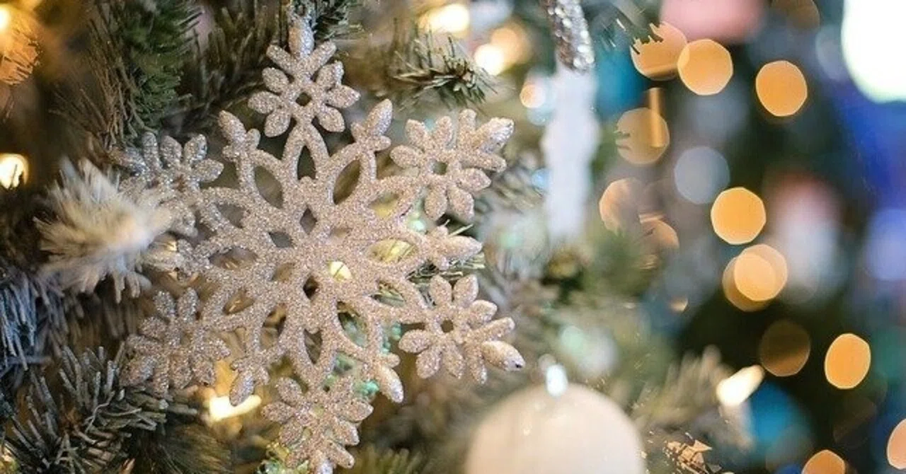 コニファー 寄せ植え クリスマス コニファー 寄せ植え クリスマスの通販