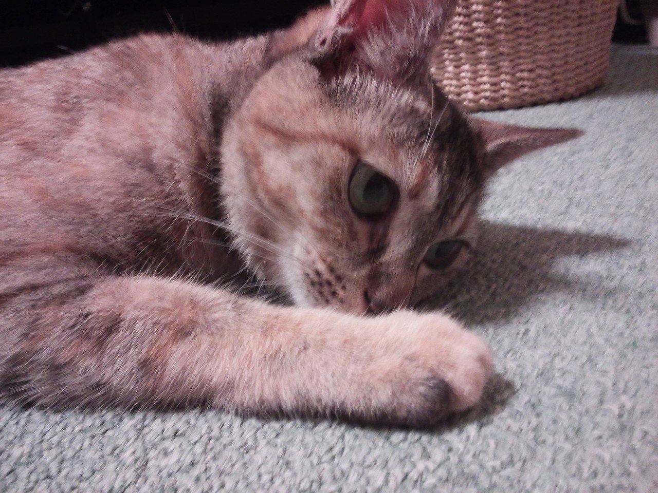 小さい頃からいろんな猫を飼ってきたけど なぜか縁があるのはオスばかりで 勝手に私はオス猫と気が合うと思っていた 去年から初めてメスを飼って メス猫 の繊細さや気分の不安定さがたまらなくかわいい もちろんオ Momonga Note 小さい頃からいろんな猫を飼ってきたけど なぜか縁があるのはオスばかりで 勝手に私はオス猫と気が合うと思っていた 去年から初めてメスを飼って メス猫 の繊細さや気分の不安定さがたまらなくかわいい もちろんオ Momonga Note