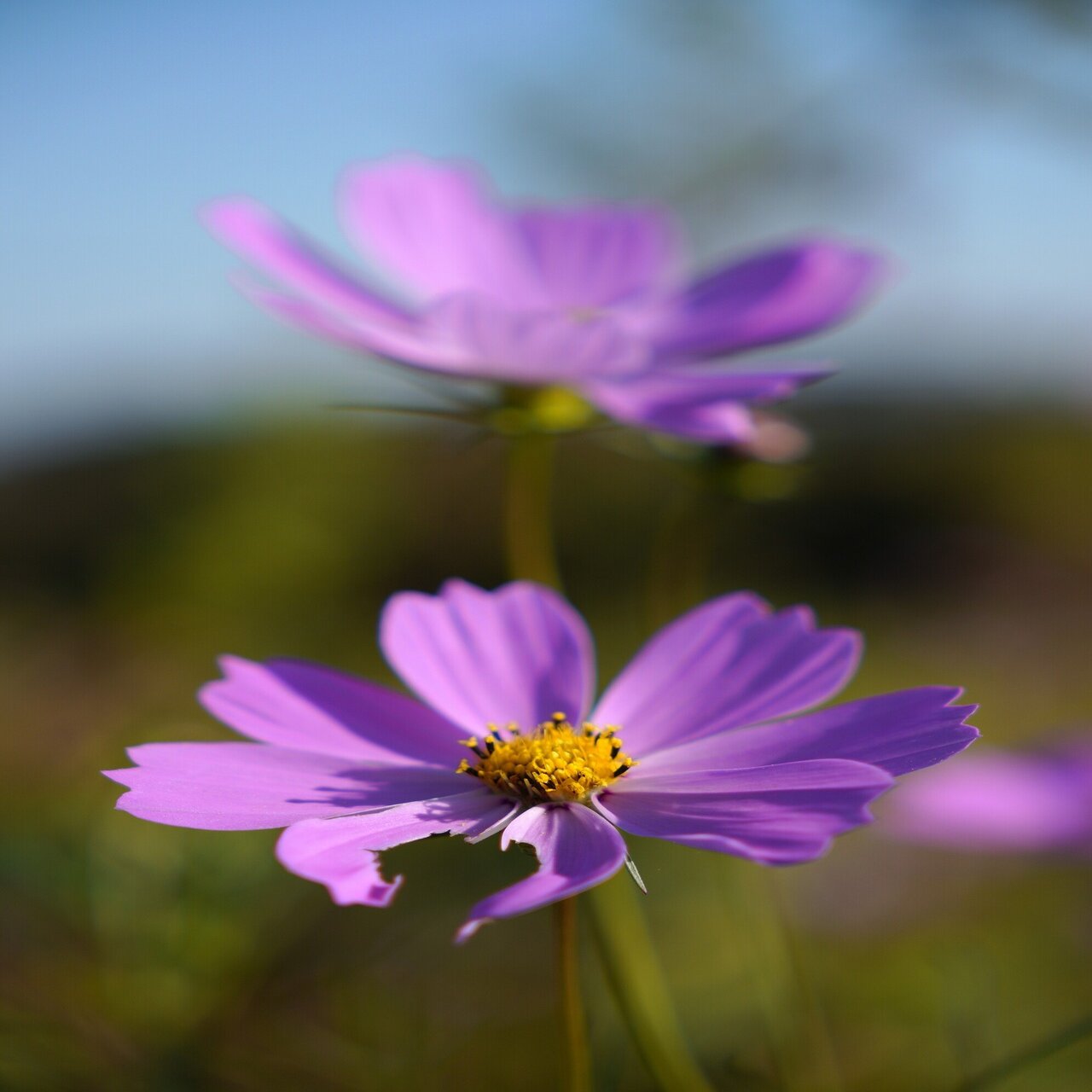 Sigma 18 50mm F2 8 Dc Dn Contemporaryを試してみました Sigma広報部 Note