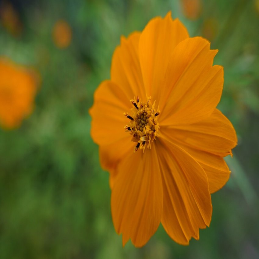 Sigma 18 50mm F2 8 Dc Dn Contemporaryを試してみました Sigma広報部 Note