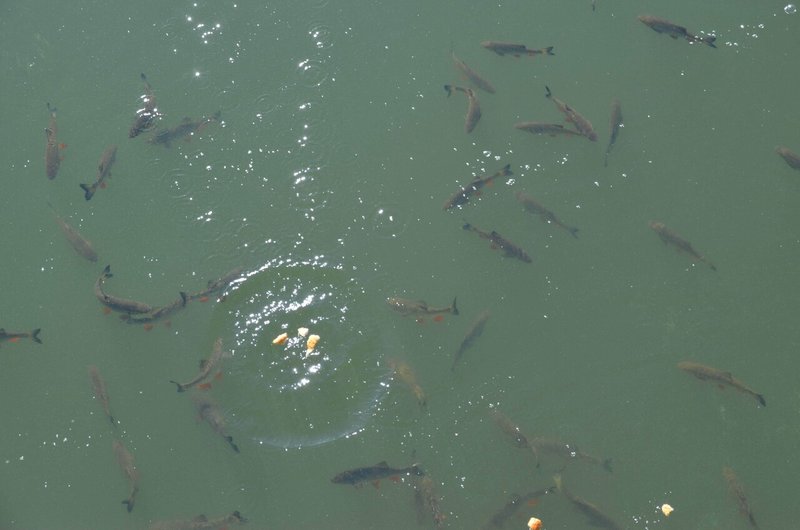 チェルノブイリ原発の川で泳ぐ魚