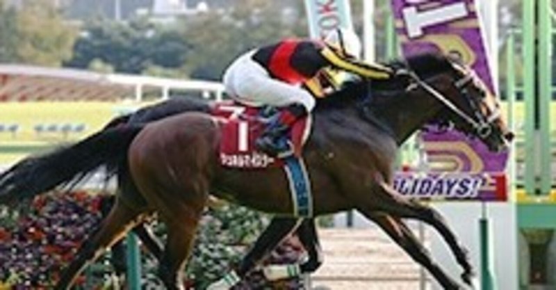 【11/21（日曜）】マイルチャンピオンシップ・出走馬情報