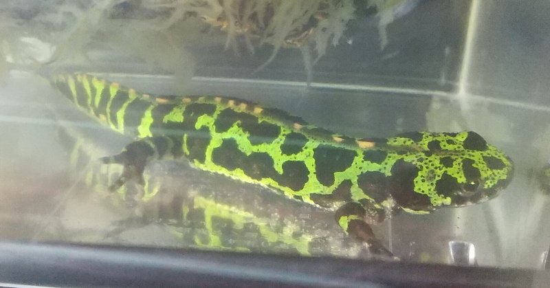 マダライモリ 飼育 繁殖 産卵 Ice Liberte Note