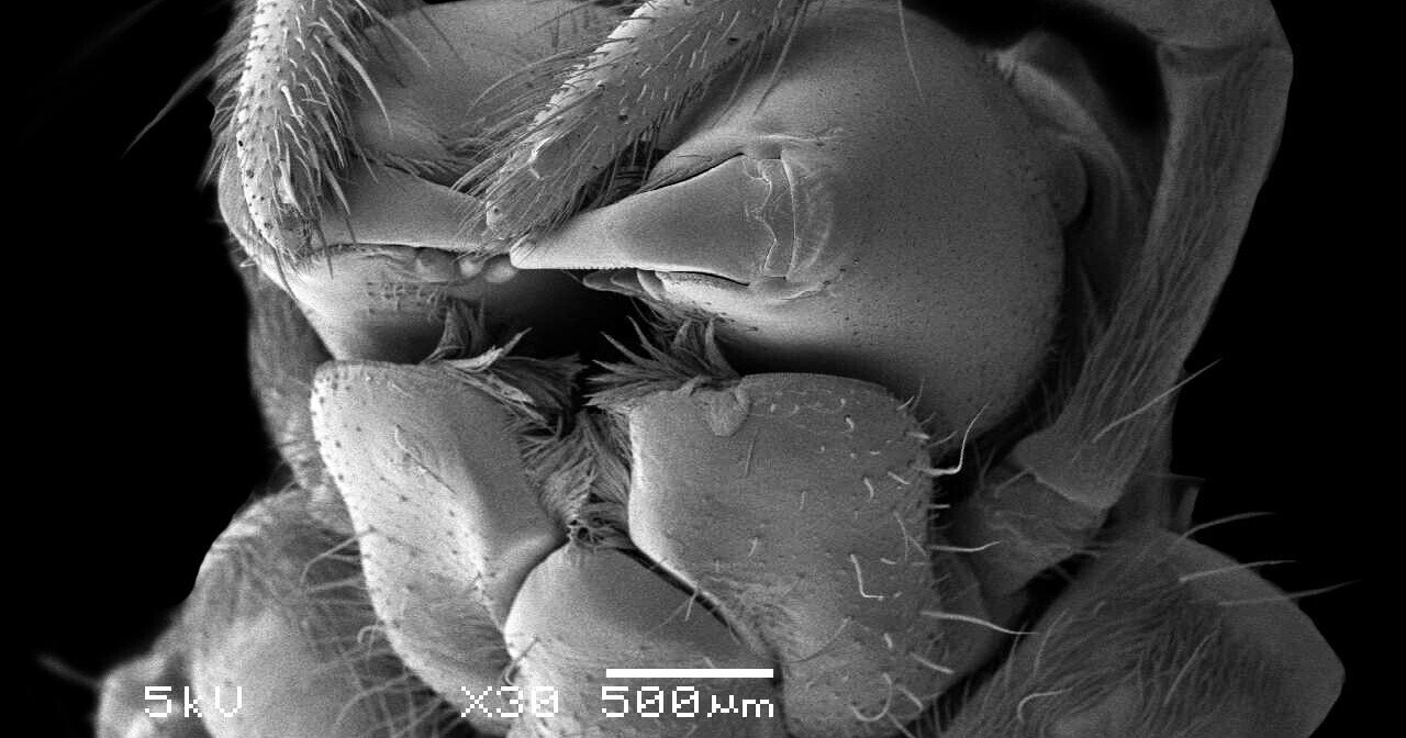 顎を持たない鋏角類の口 豊田ホタルの里ミュージアム 下関市立自然史博物館 Note