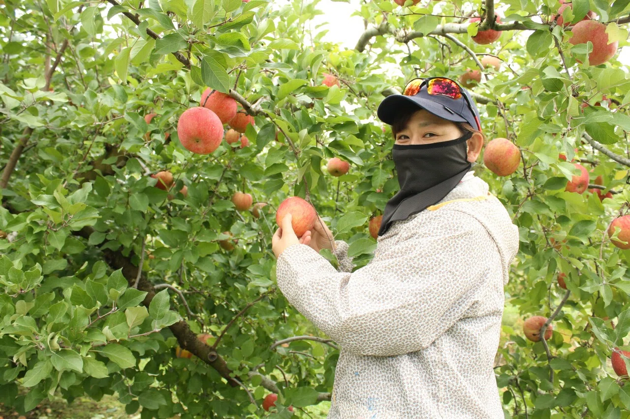 一度食べたら虜になる 一関発完熟りんご｜shinsenkanoomachi
