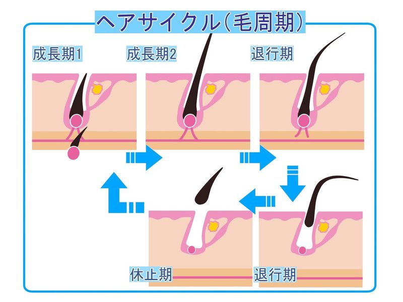 ヘアサイクル　毛周期