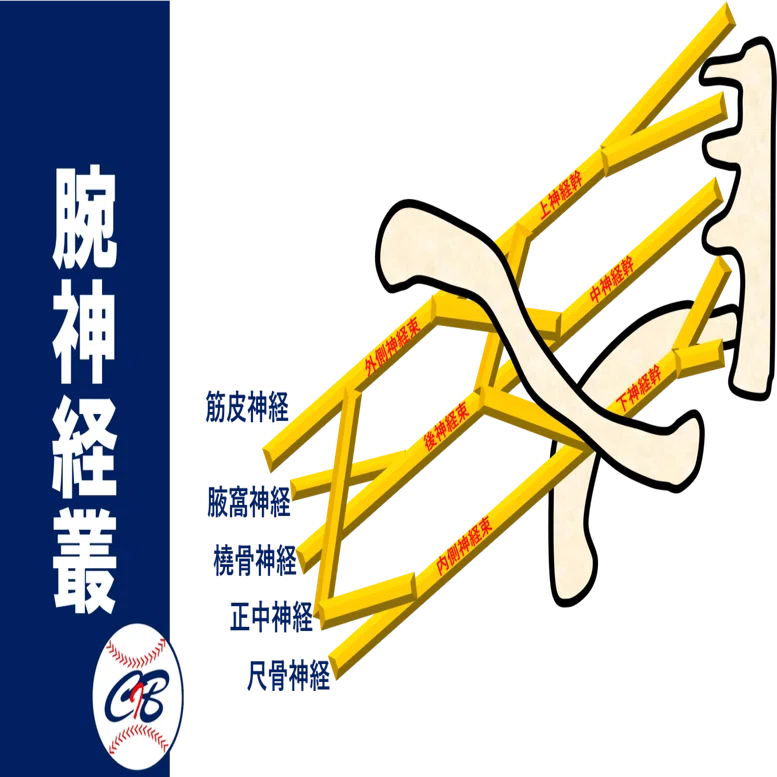 投球障害肩の治療 -徒手療法-｜小林 弘幸