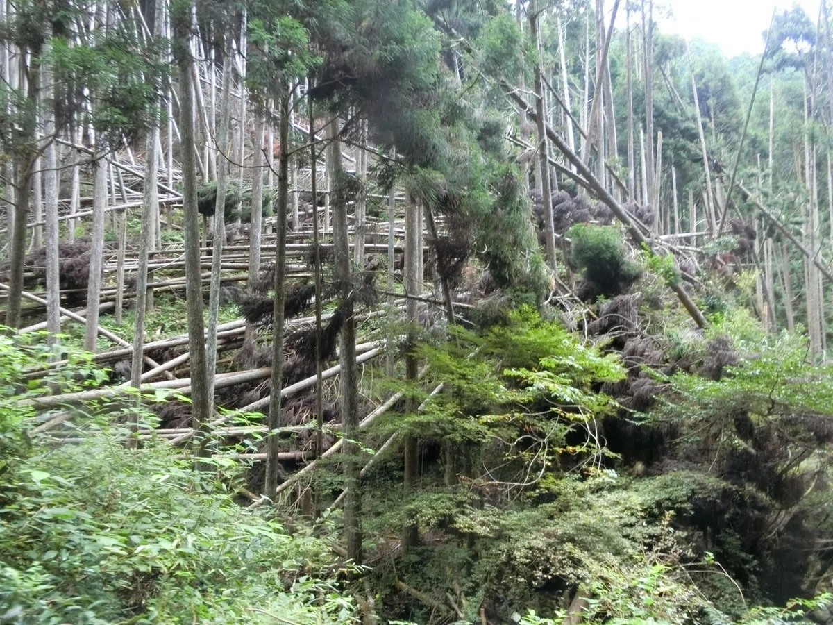 画像5