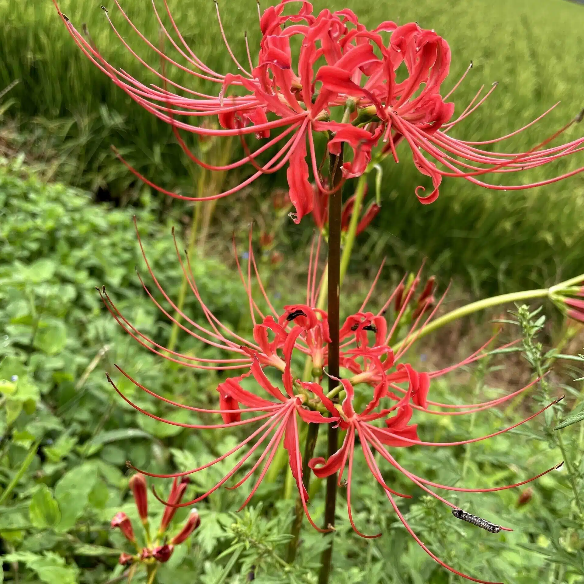 河谷　陽水