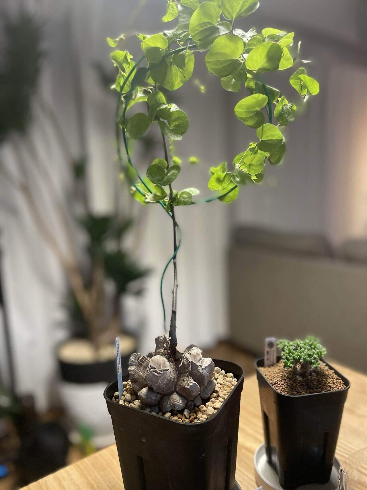 特大サイズ　トゲトゲ良型亀甲竜　鉢付き 特大サイズ トゲトゲ良型亀甲竜 鉢付き 【公式通販】