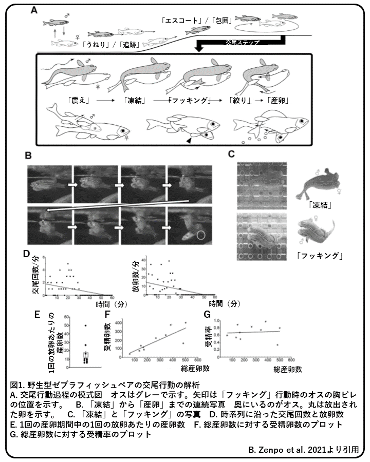 ゼブラフィッシュの交尾行動 震え と フッキング の役割 論文紹介 かわいせーざん 基礎研究っておもしろい 生物編 Note